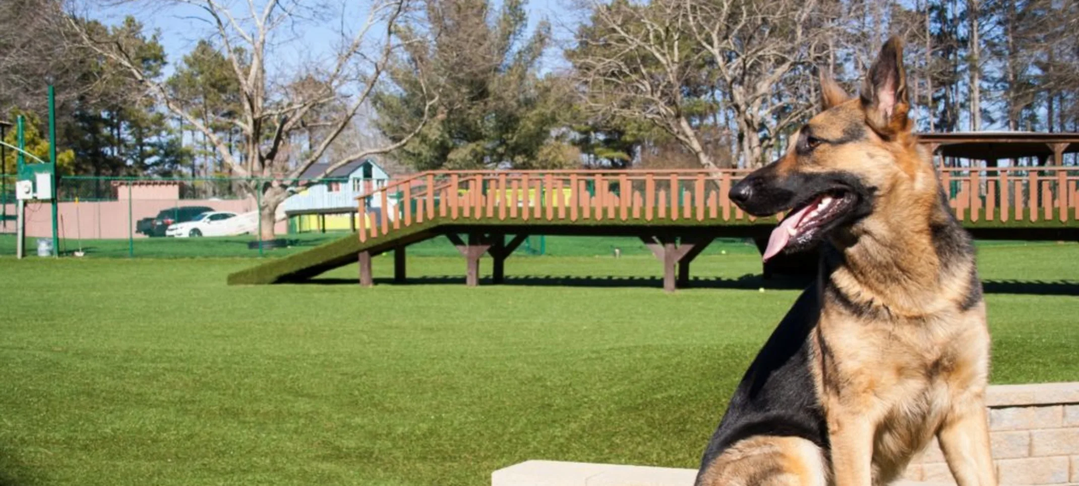 German Shepherd (dog) sitting in the play yard at Pet Lodge Pet Resort